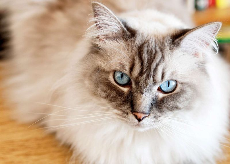 Ragdoll