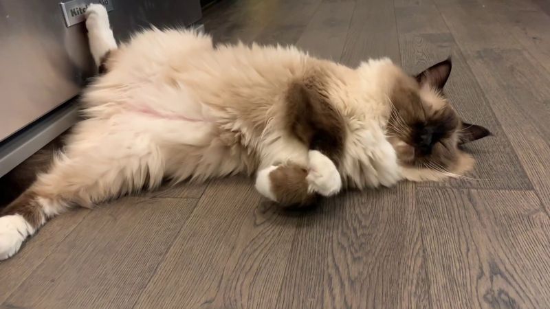 Ragdoll