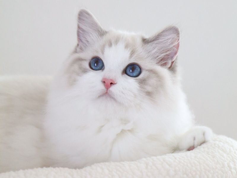 Ragdoll