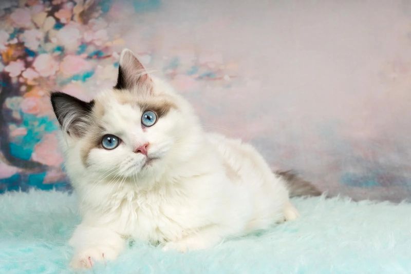 Ragdoll