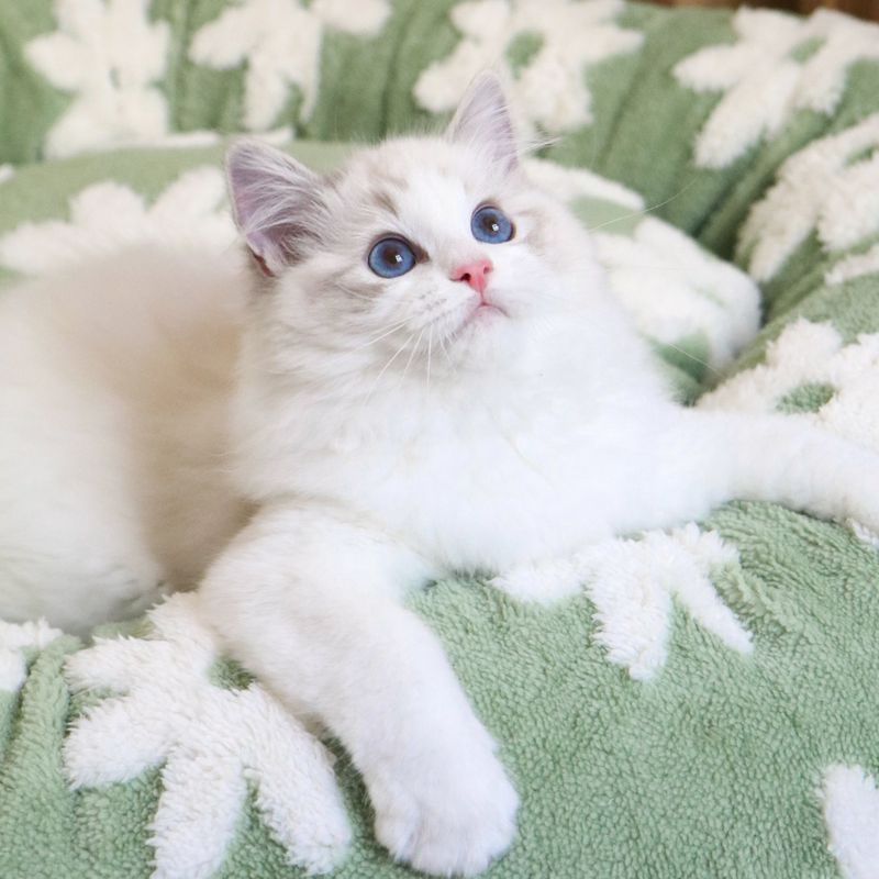 Ragdoll