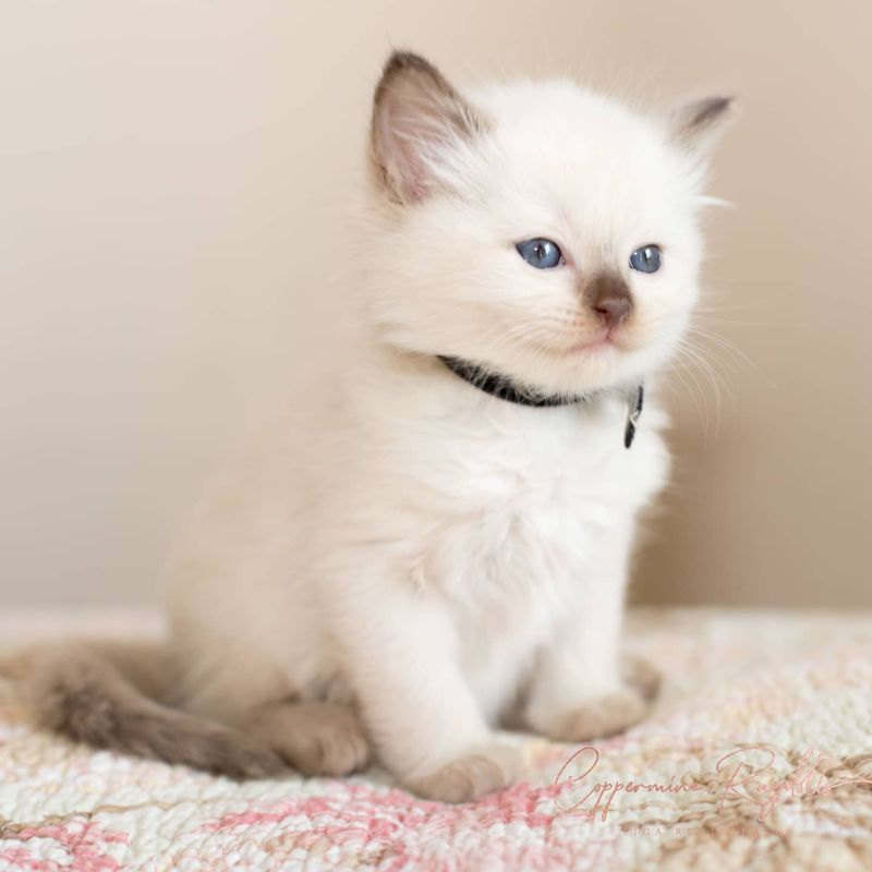 Ragdoll