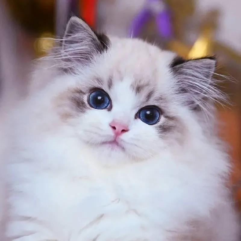 Ragdoll