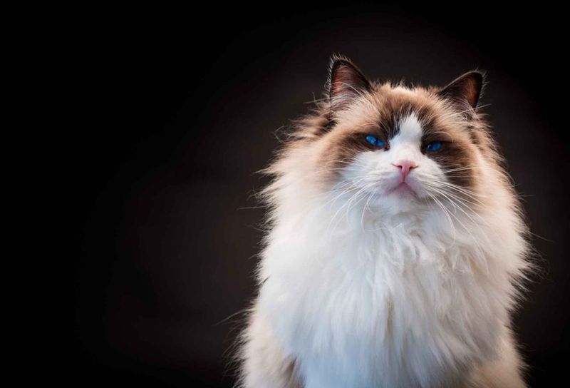 Ragdoll