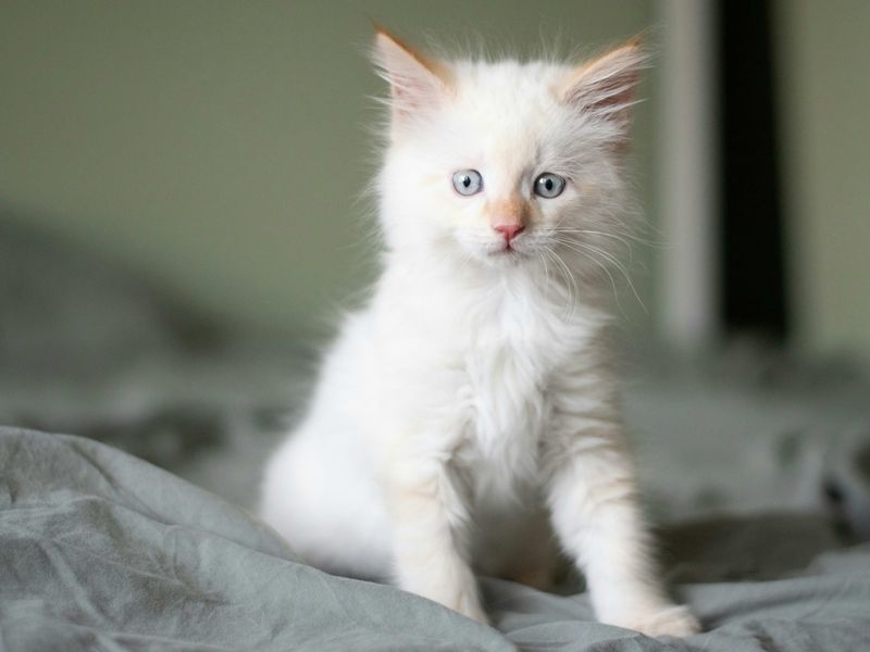 Ragdoll