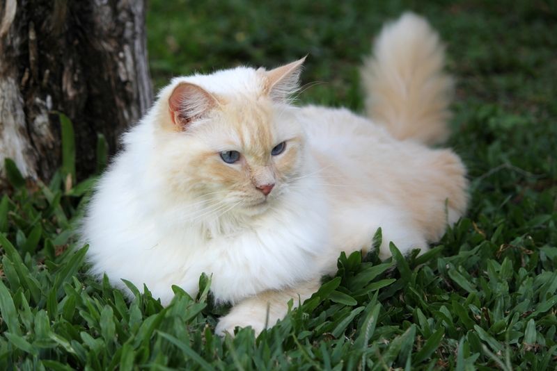 Ragdoll