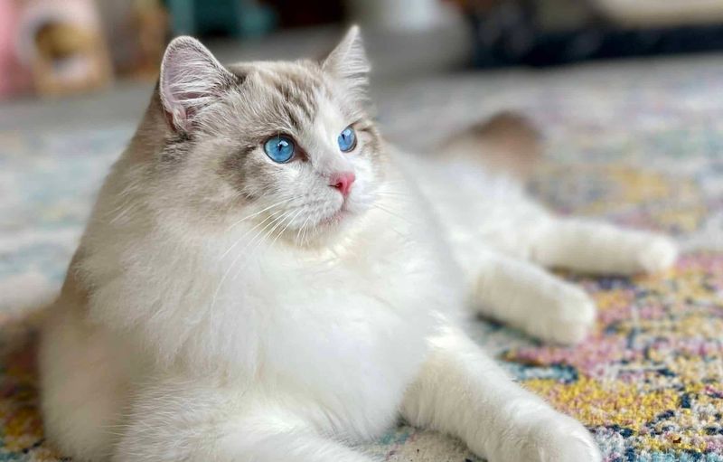 Ragdoll Cat
