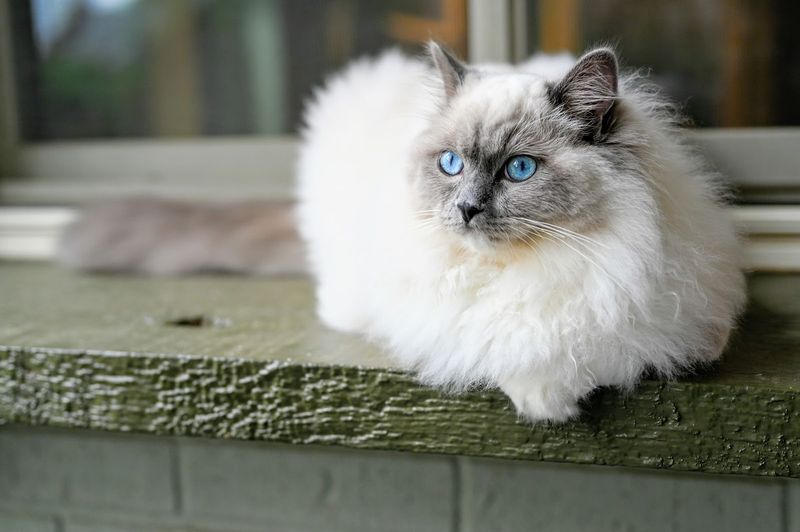 Ragdoll Cats
