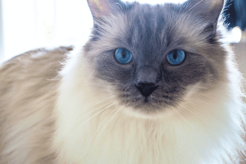 Ragdoll