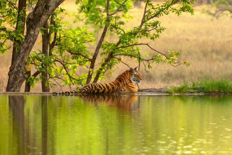 Ranthambore National Park, India
