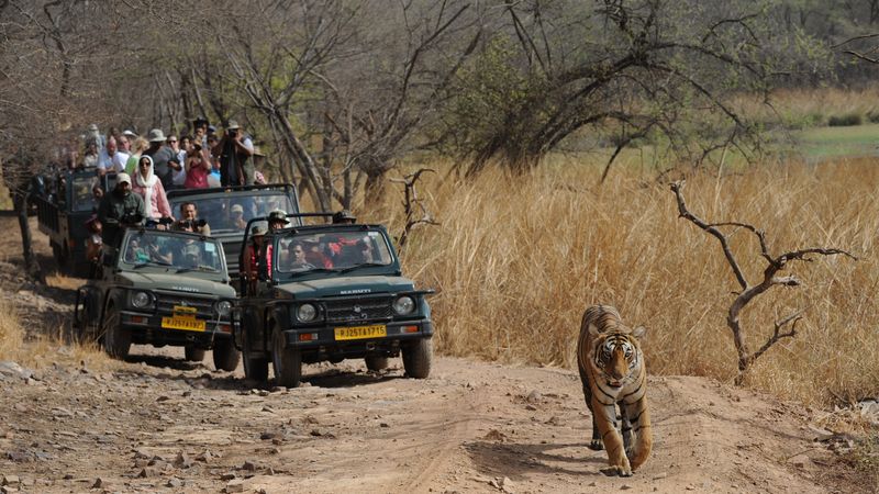 Ranthambore National Park, India