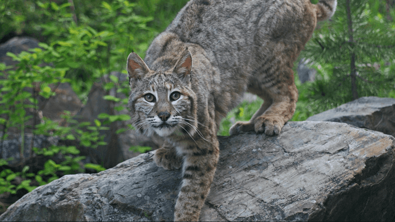 Rare Bobcat Attacks on Humans