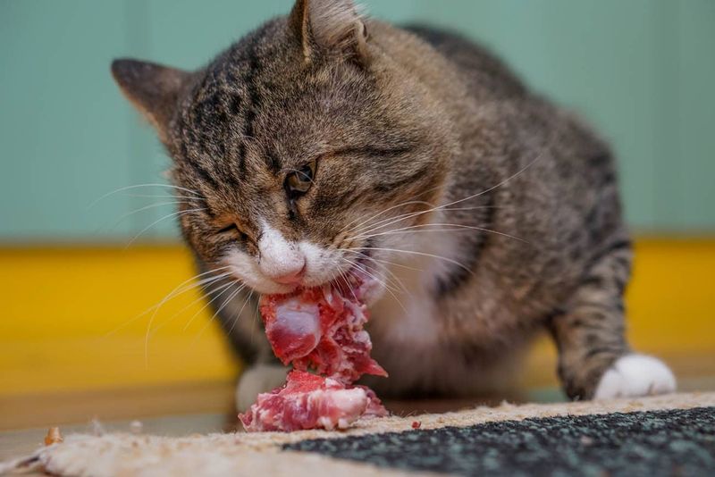 Raw Meat and Fish