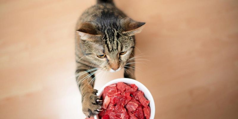 Raw Meat and Fish