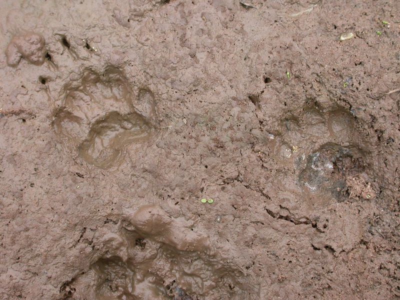 Reading Paw Prints Like Ancient Text