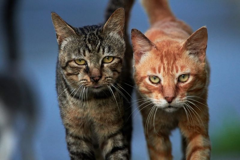 Reason 11: Feline Friendships