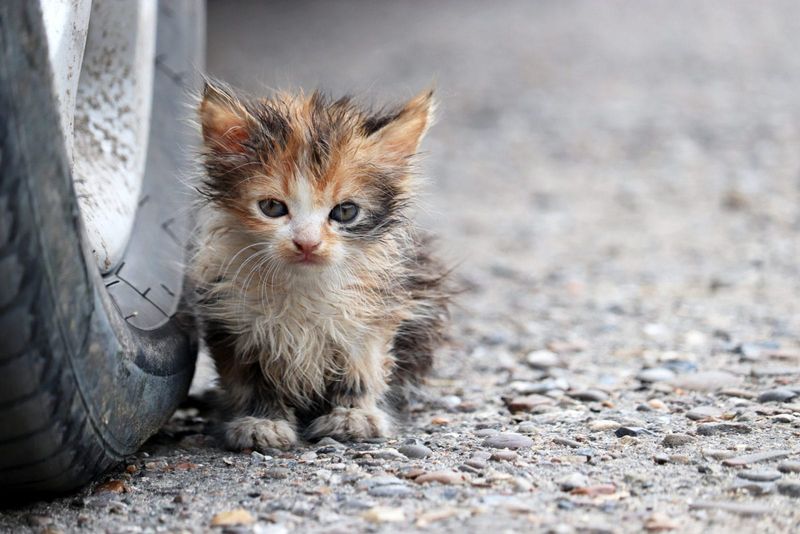 Reason 4: An Opportunity for Compassion