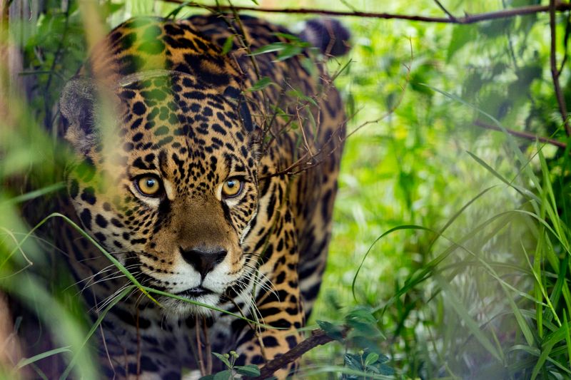 Recent Developments in Jaguar Reintroduction Efforts