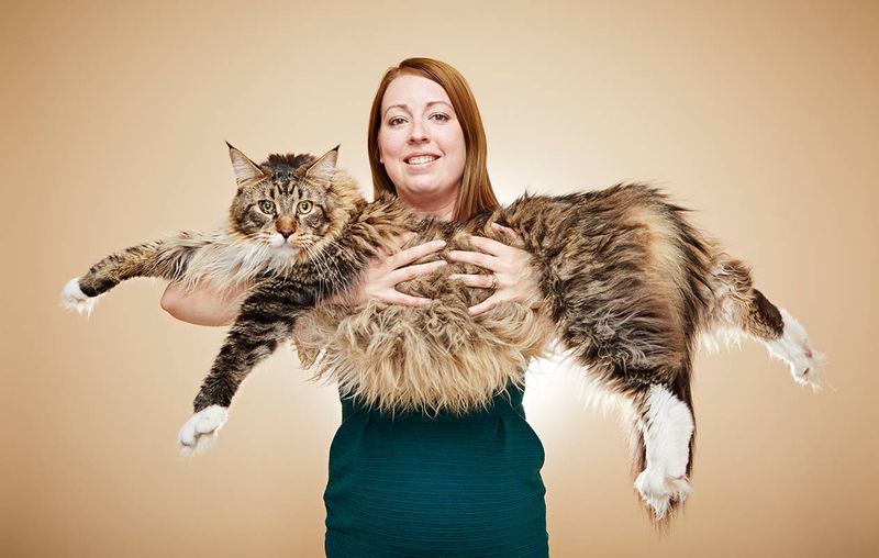 Record Holders of the Feline World