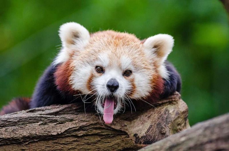 Red Pandas