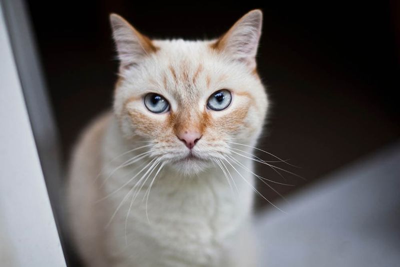 Red Point (Flame Point)