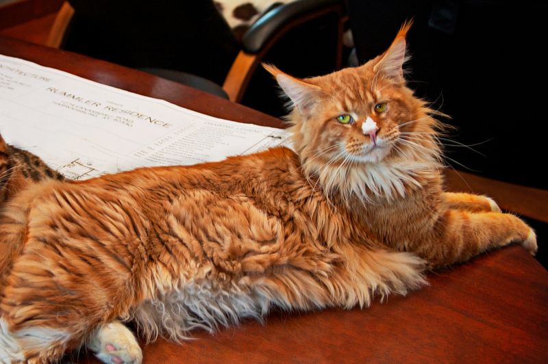 Red Tabby