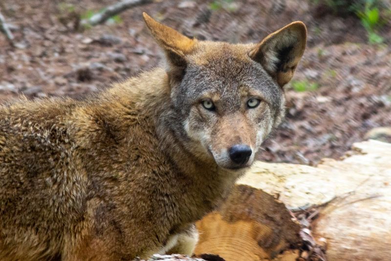 Red Wolf