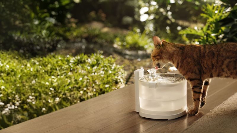Refresh Their Water Sources