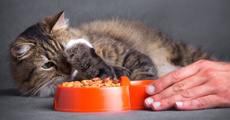 Refusing Food For More Than 24 Hours