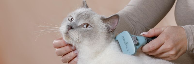Regular Grooming of Your Cat