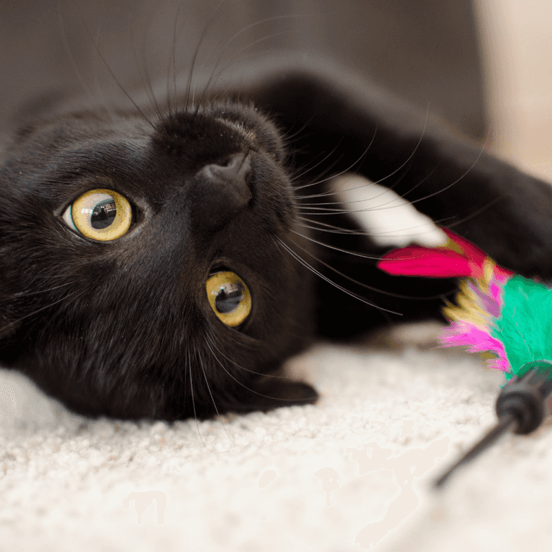 Regular Playtime Sessions