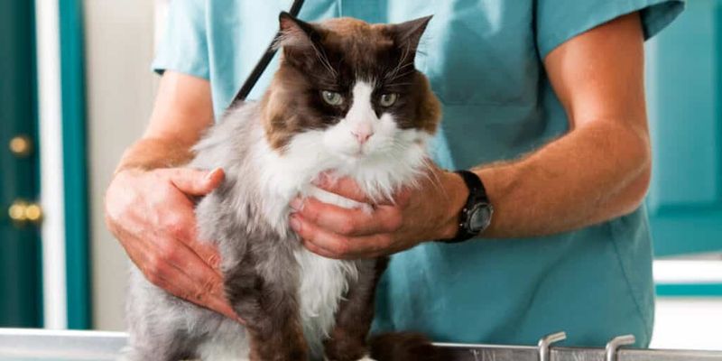 Regular Veterinary Check-Ups