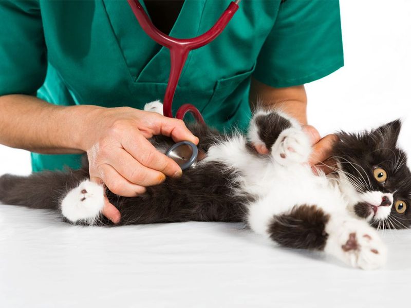 Regular Veterinary Check-ups
