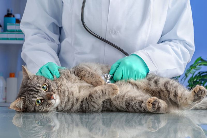 Regular Veterinary Visits