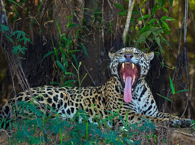 Regulation of Prey Populations