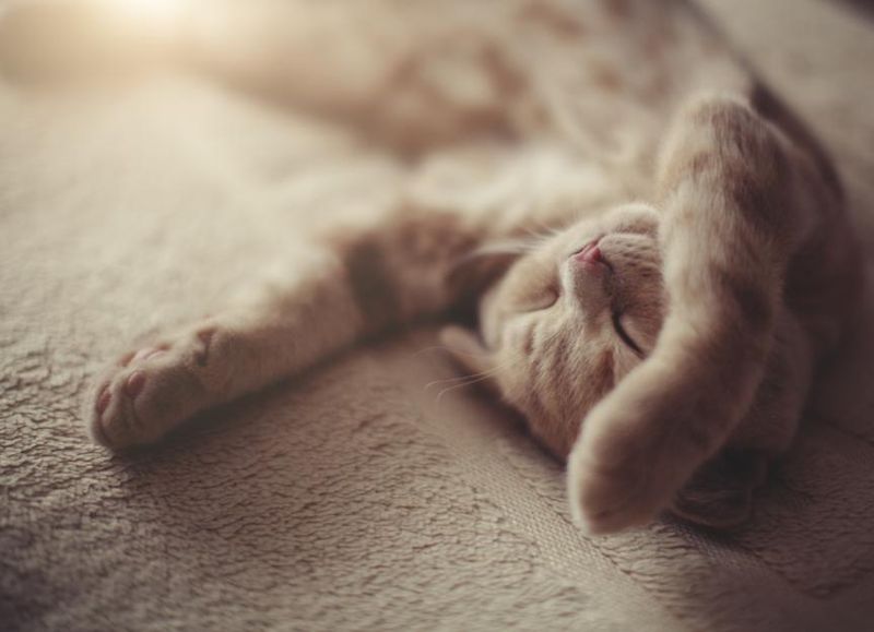Relaxed Sleeping Positions