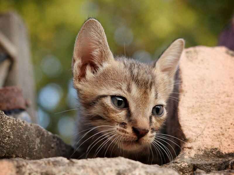 Relaxed Whisker Position When Near You
