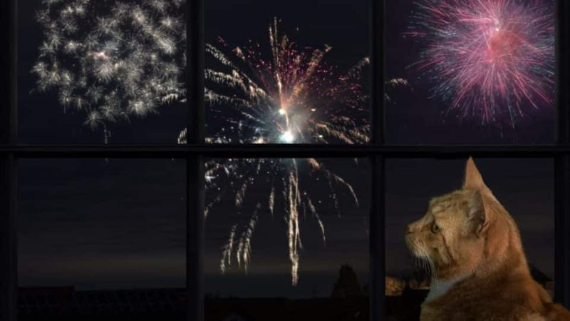 Relaxing during Fireworks