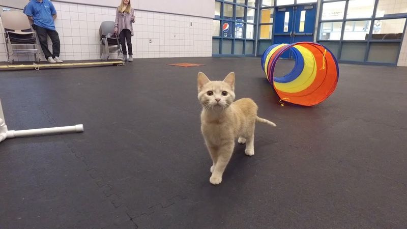 Remarkable Agility