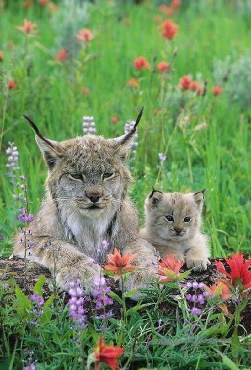 Reproduction and Offspring
