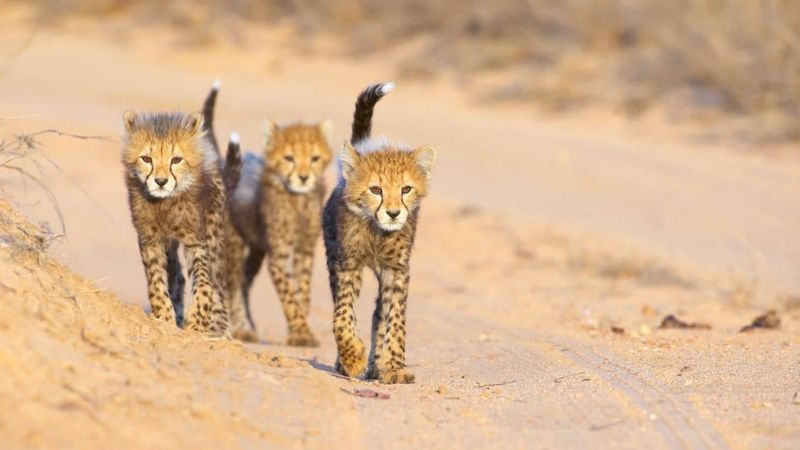 Reproductive Strategies and Genetic Diversity