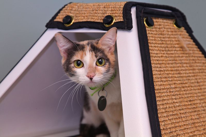 Request Post-Adoption Support