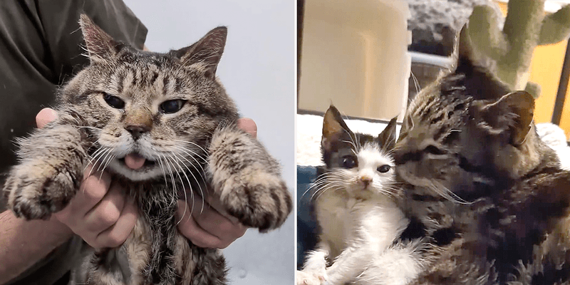 Rescue Stories