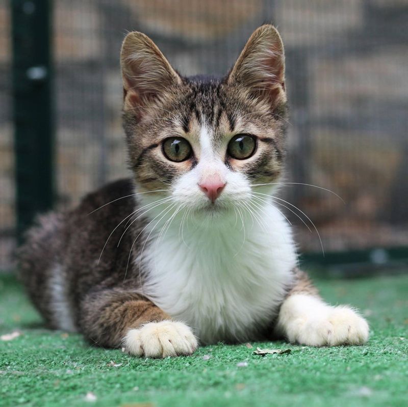 Research Different Cat Personalities