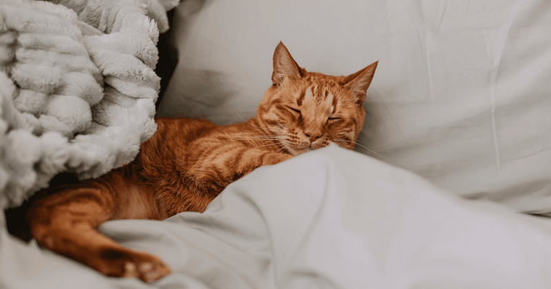 Respect Sleep Patterns