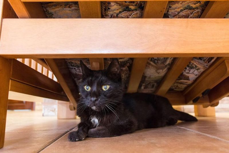 Respect Their Need for Hiding Places