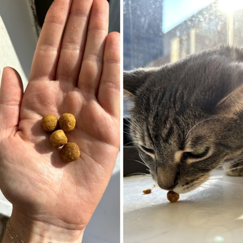 Reward with Treats