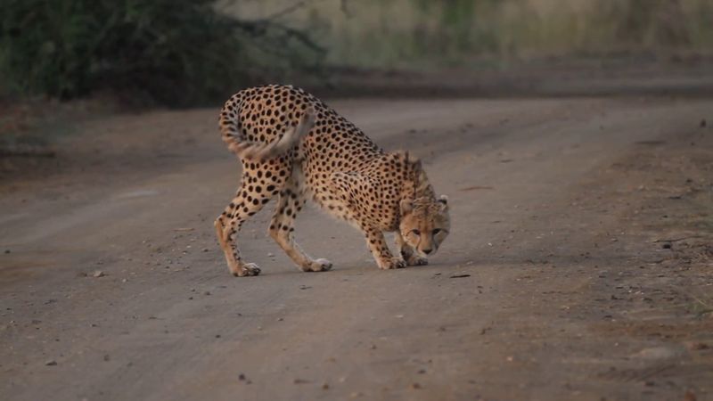 Rolling on the Ground