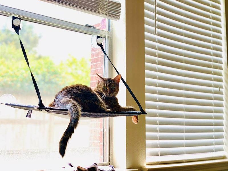Rotating Window Perches