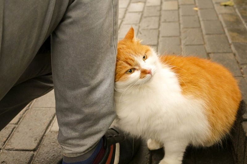 Rubbing Against Your Legs